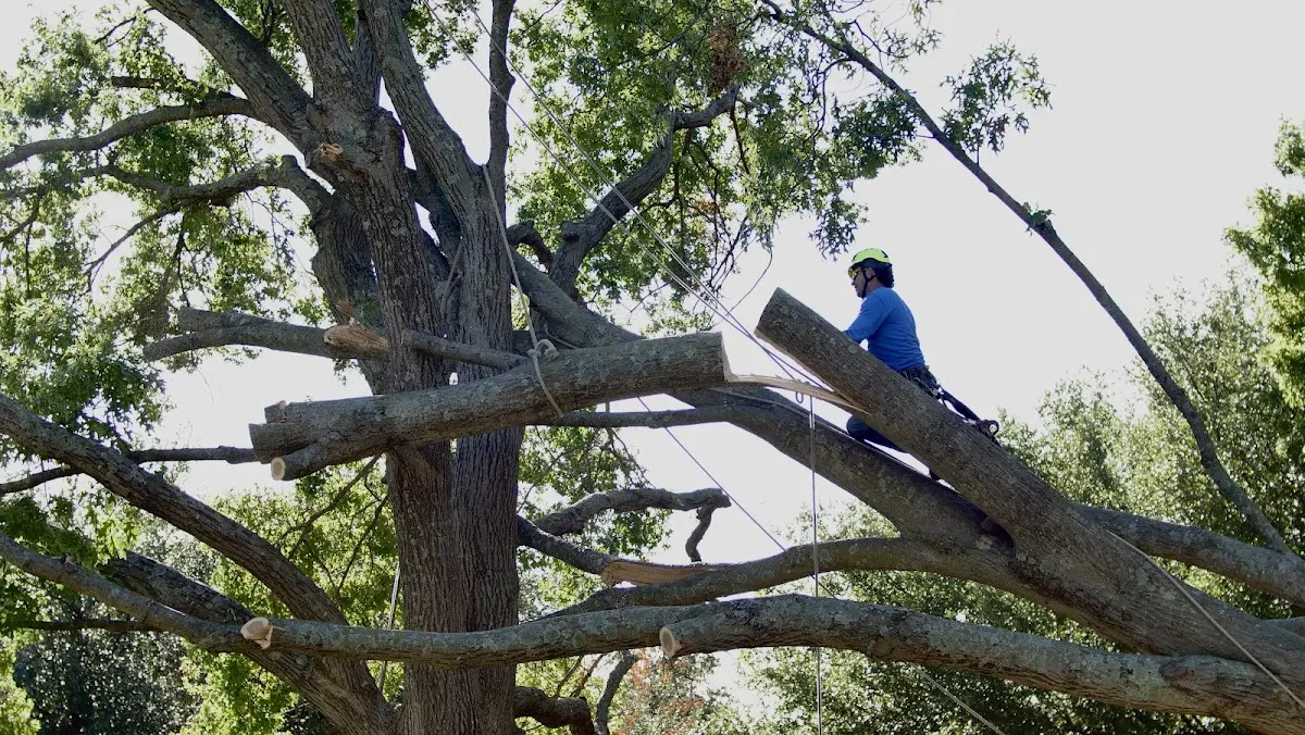 Professional Hazardous Tree Removal performed by certified arborists in Alpha